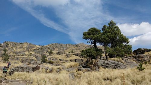 Trees on landscape against sky