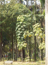 View of trees