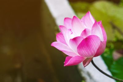 Close-up of pink water lily