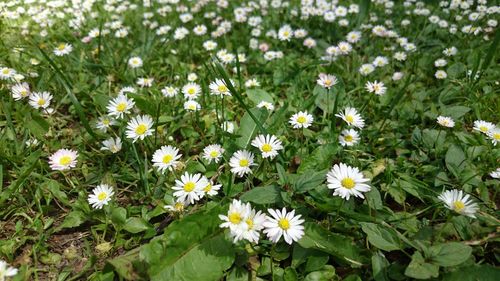 High angle view of white daisies on sunny day