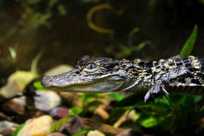 Close-up of crocodile in water