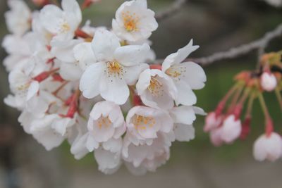 Close-up of white cherry blossoms