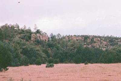 Trees growing on land against sky