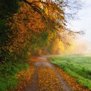 Road amidst trees during autumn