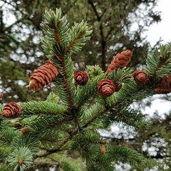 Low angle view of christmas tree