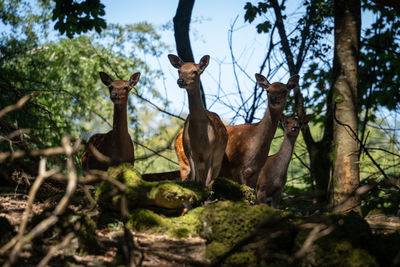 Low angle view of deer in forest