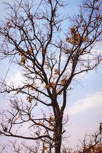 Low angle view of bare trees against sky