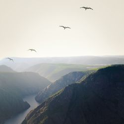 Bird flying over landscape