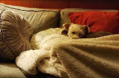 Dog relaxing on sofa at home