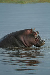 Horse in a lake