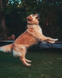 View of dog on field