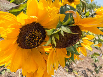 Close-up of fresh sunflower blooming outdoors