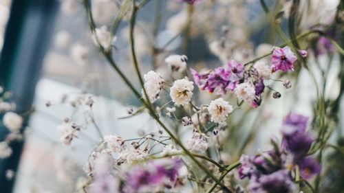 Close-up of pink flowers on branch