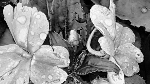 Close-up of water drops on flower