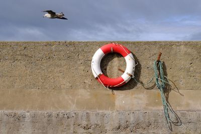 Seagull flying over life belt on wall against cloudy sky