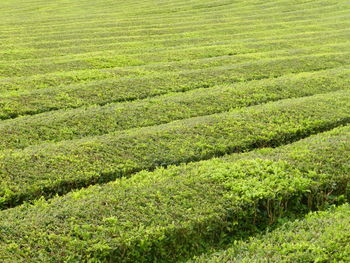 Scenic view of agricultural field