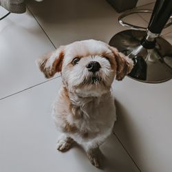 High angle view of dog sitting on floor at home