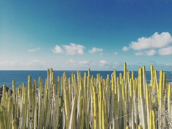 Panoramic view of sea against sky