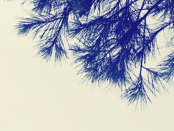 Low angle view of tree against clear sky