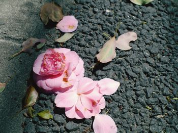 High angle view of flower petals on ground