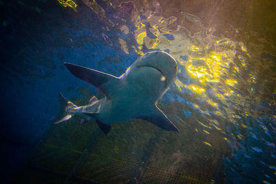 Fish swimming in sea