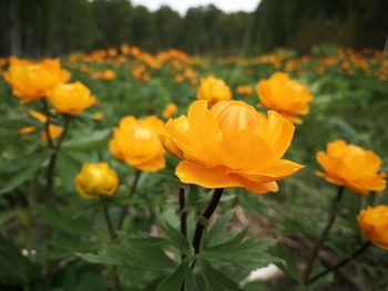 Close-up of yellow flowering plant on field