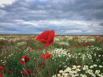 Field of poppies and daisies on a day with dark storm clouds