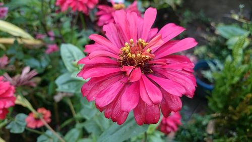 Close-up of honey bee on pink coneflower blooming outdoors