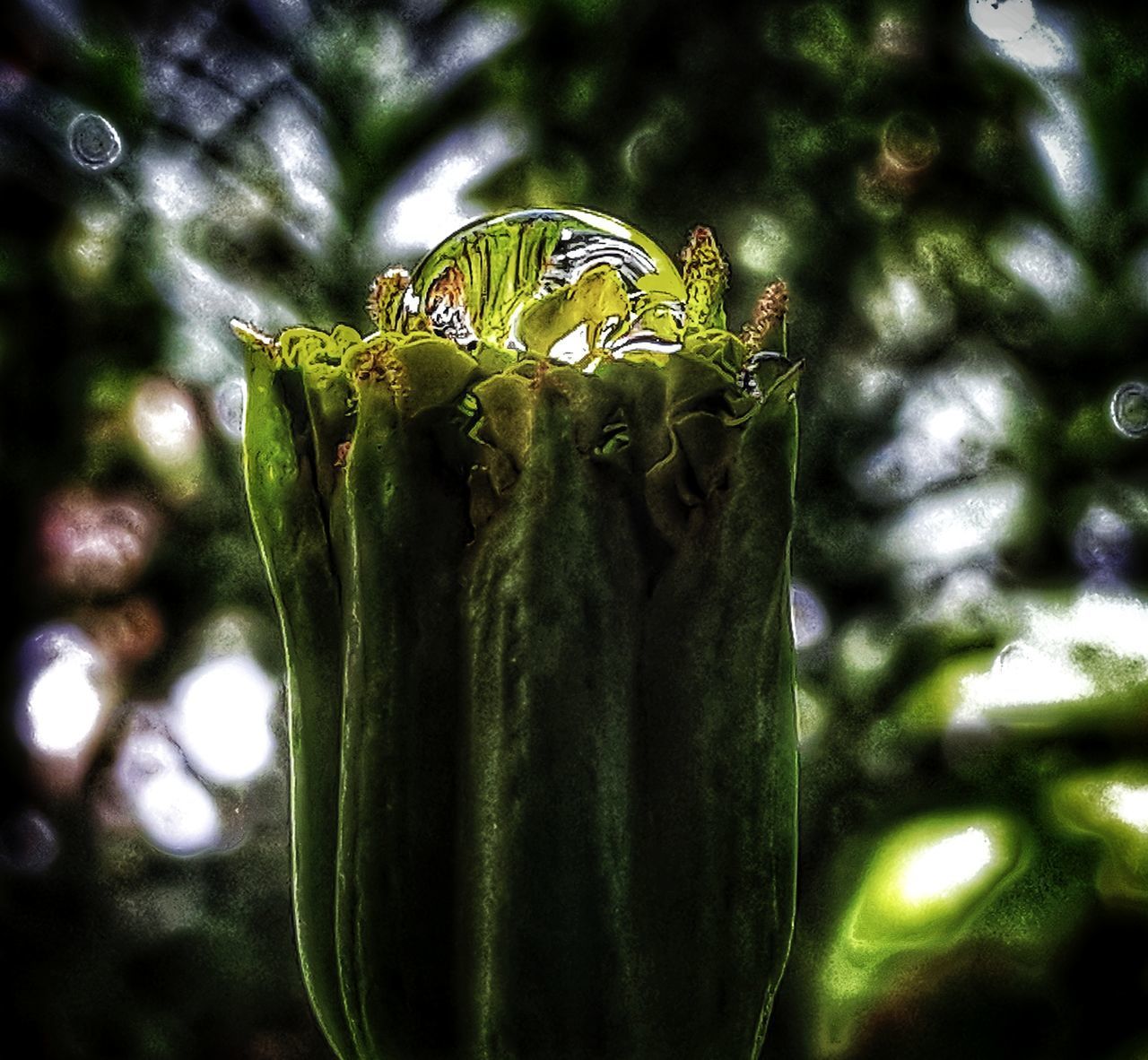 CLOSE-UP OF GRASSHOPPER