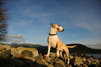 Dog standing on rock against sky