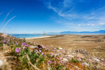 Purple flowering plants on land against blue sky