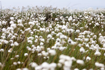 Close-up of white flowering plants on field during winter