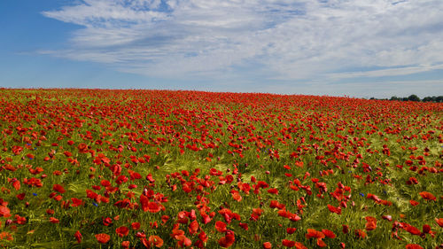 Red poppy flowers growing on field against sky