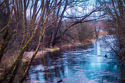 Bare trees by river in forest