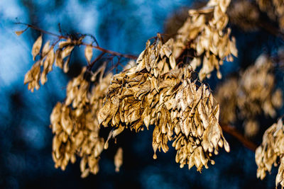 Close-up of dried plant