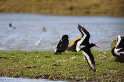 Ducks in a lake