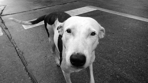 Close-up portrait of dog