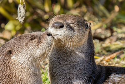 Young sea otters close their eyes and kiss on a sunny day