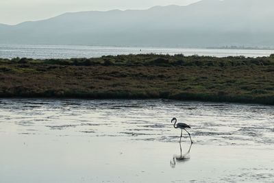 View of birds on beach