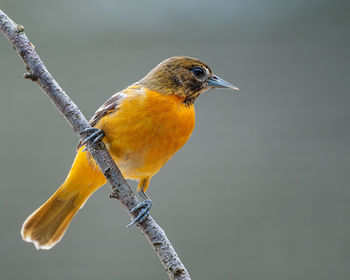 Close-up of bird perching on branch