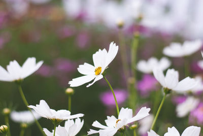 Close-up of white flowering plant on field