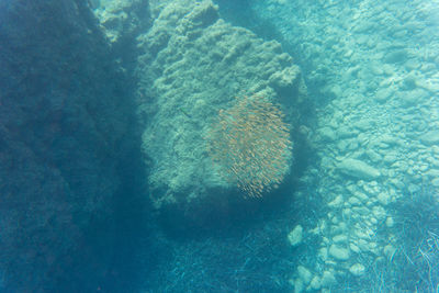 Jellyfish swimming in sea