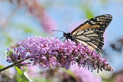 Close-up of butterfly pollinating on pink flower