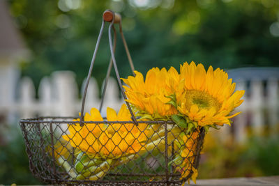 Close-up of yellow flowers