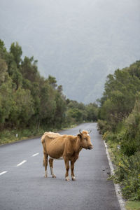 View of a sheep on road