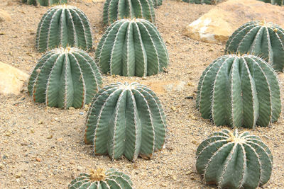 High angle view of succulent plant on field