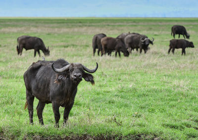 Buffaloes standing on grassy land