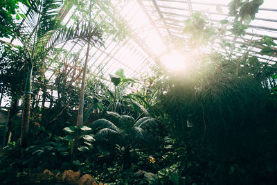 Low angle view of plants in yard against sky