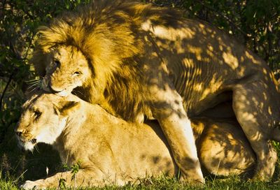 Lions mating on field