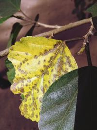 Close-up of leaf during autumn